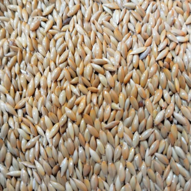 براقة كناري و حسون