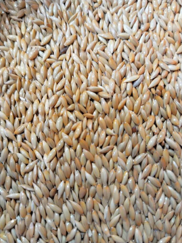 براقة كناري و حسون