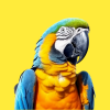 Oiseaux