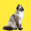 Chat
