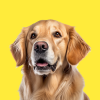 Chien