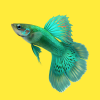 Poisson